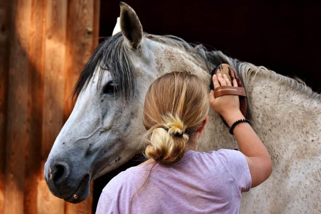 horse love, horse, clean