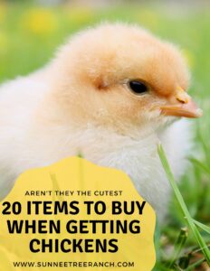 20 Items to buy if your getting chickens