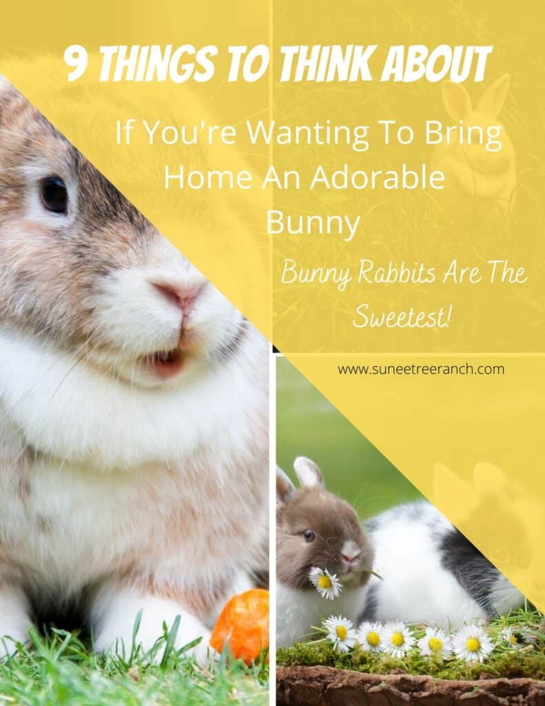 Keeping rabbits as pets!  They are so fun to have around. Like any animal you should always learn as much as possible before you buy :)