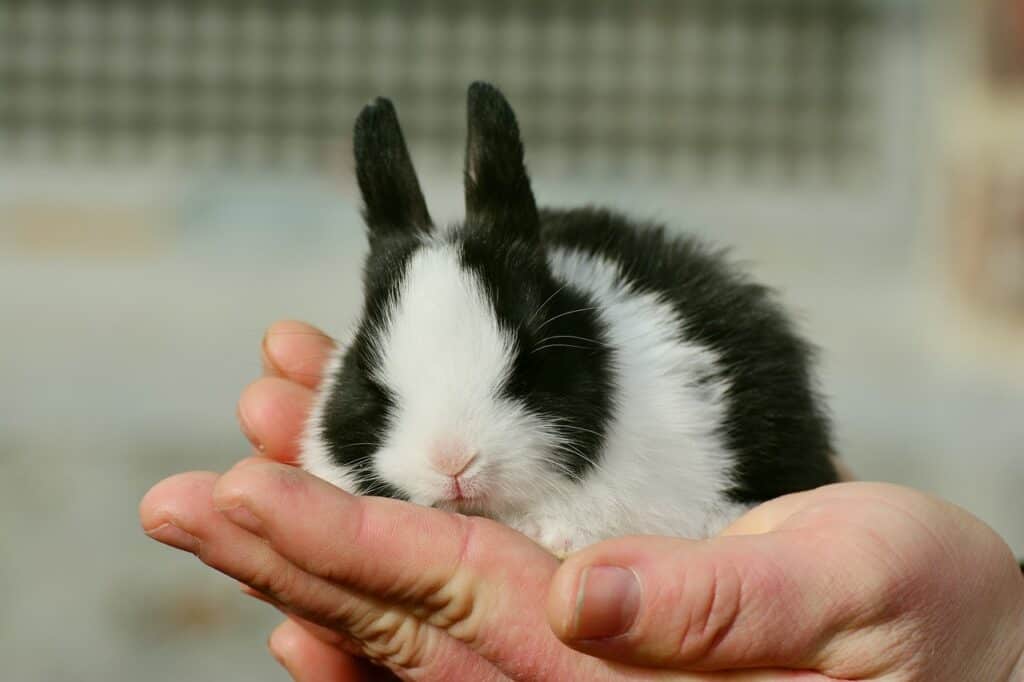 hare, bunny, cute
