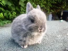 Netherland Dwarf Bunny Rabbit
