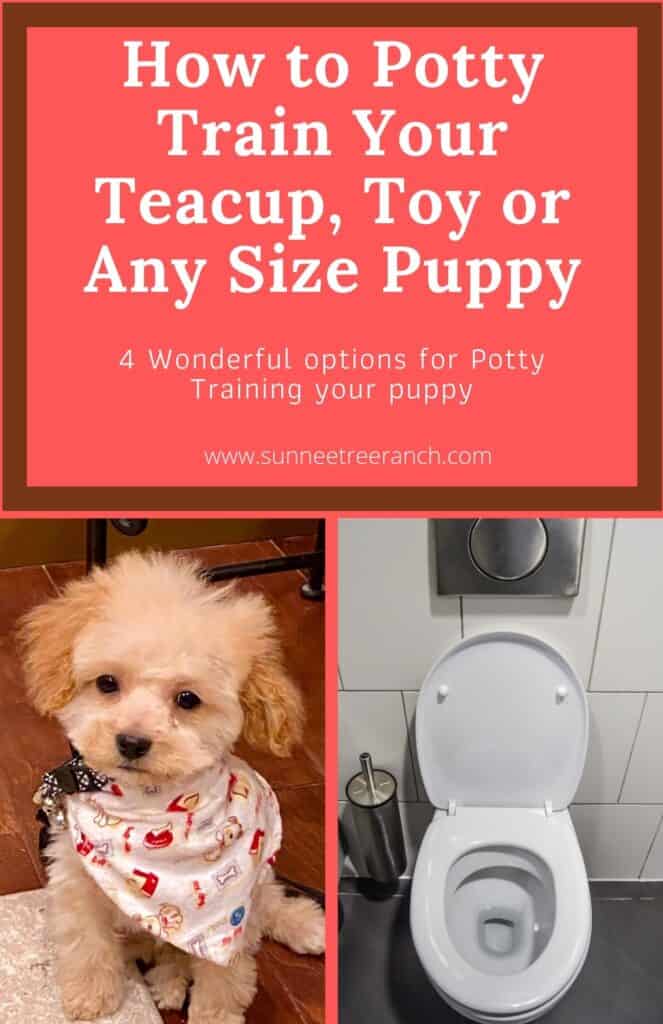 Best way to outlet toilet train your puppy