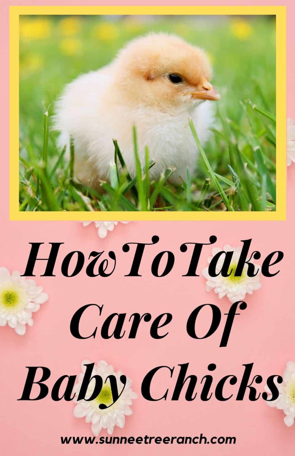 How To Care For Your Baby Chick - Sunnee Tree Ranch