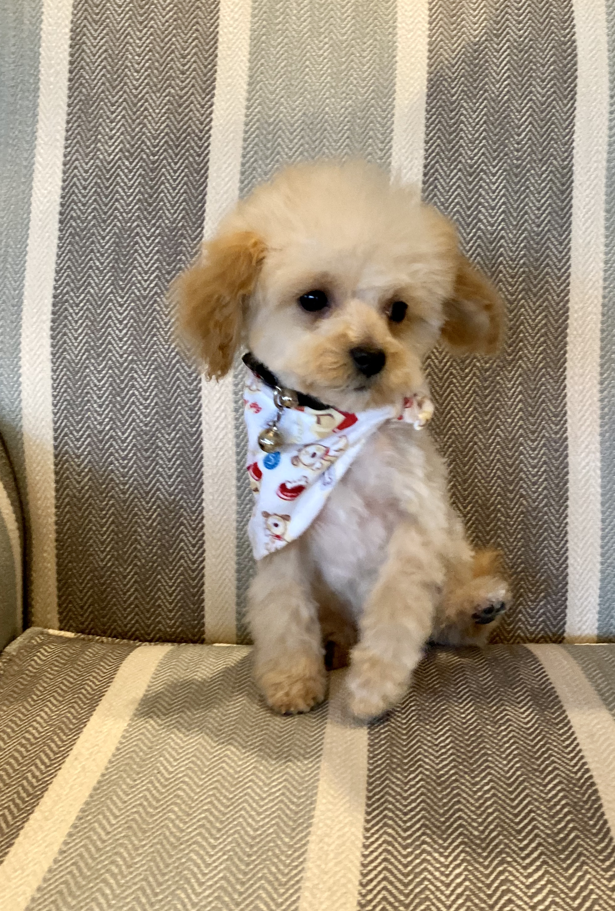 teacup poodle