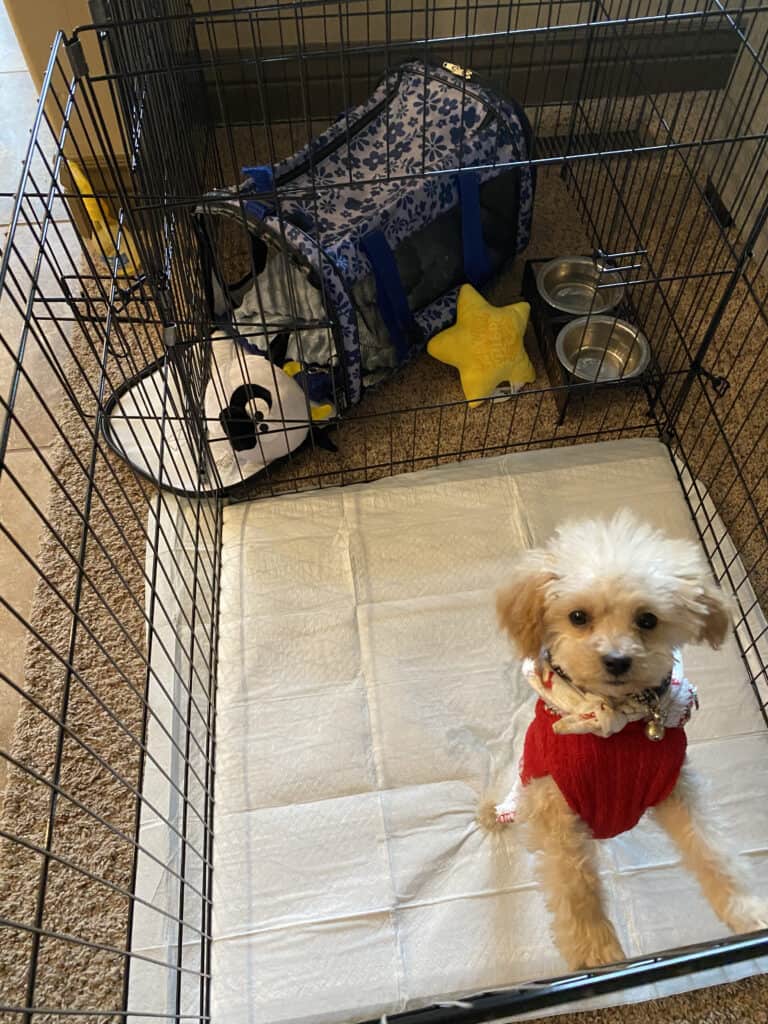 How to potty train a teacup puppy Sunnee Tree Ranch