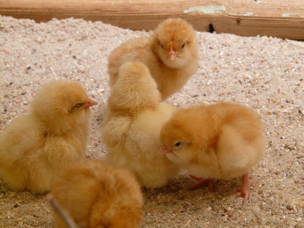 chicks, chickens, hatched