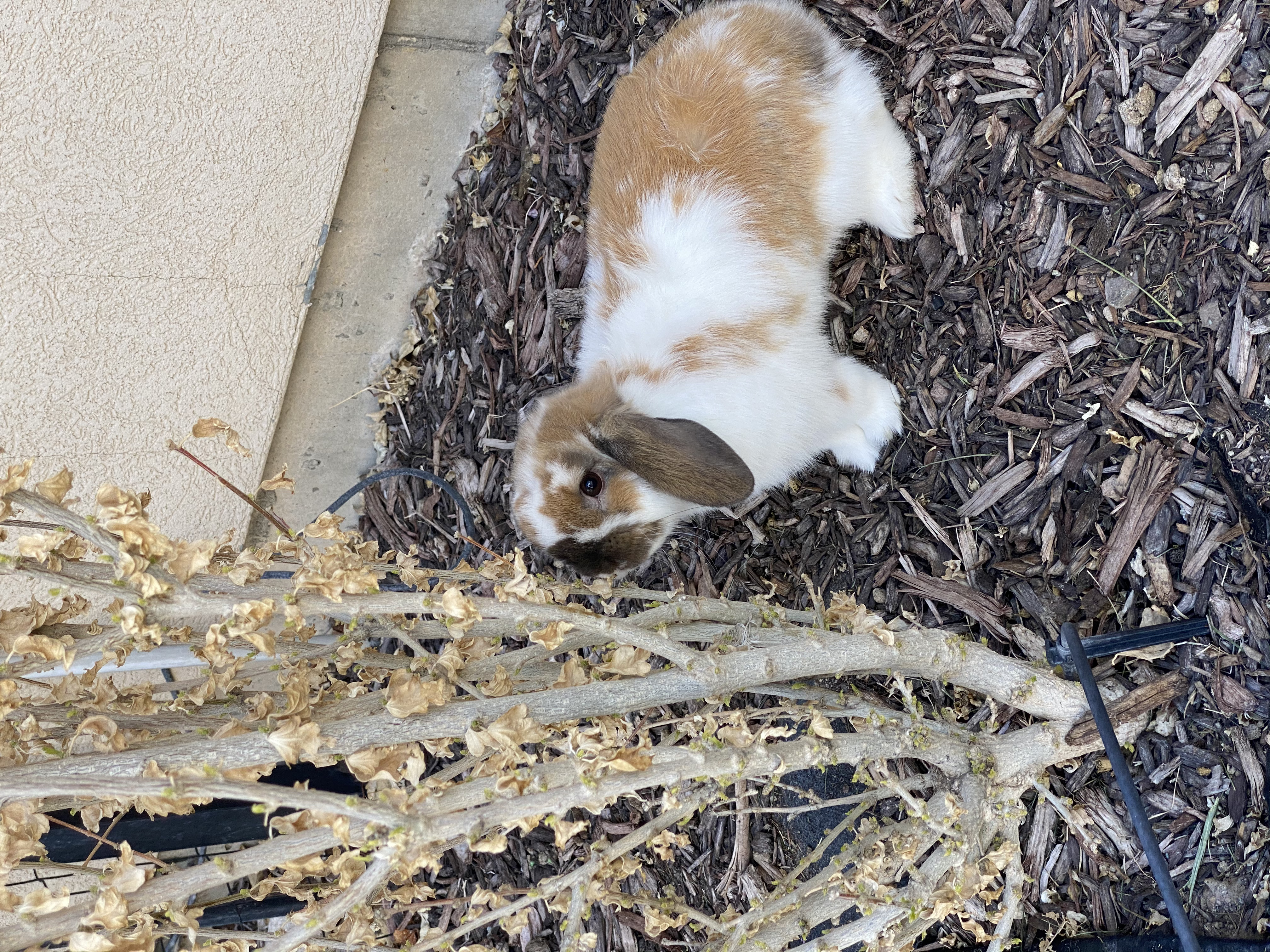 Holland Lop Broken Tort