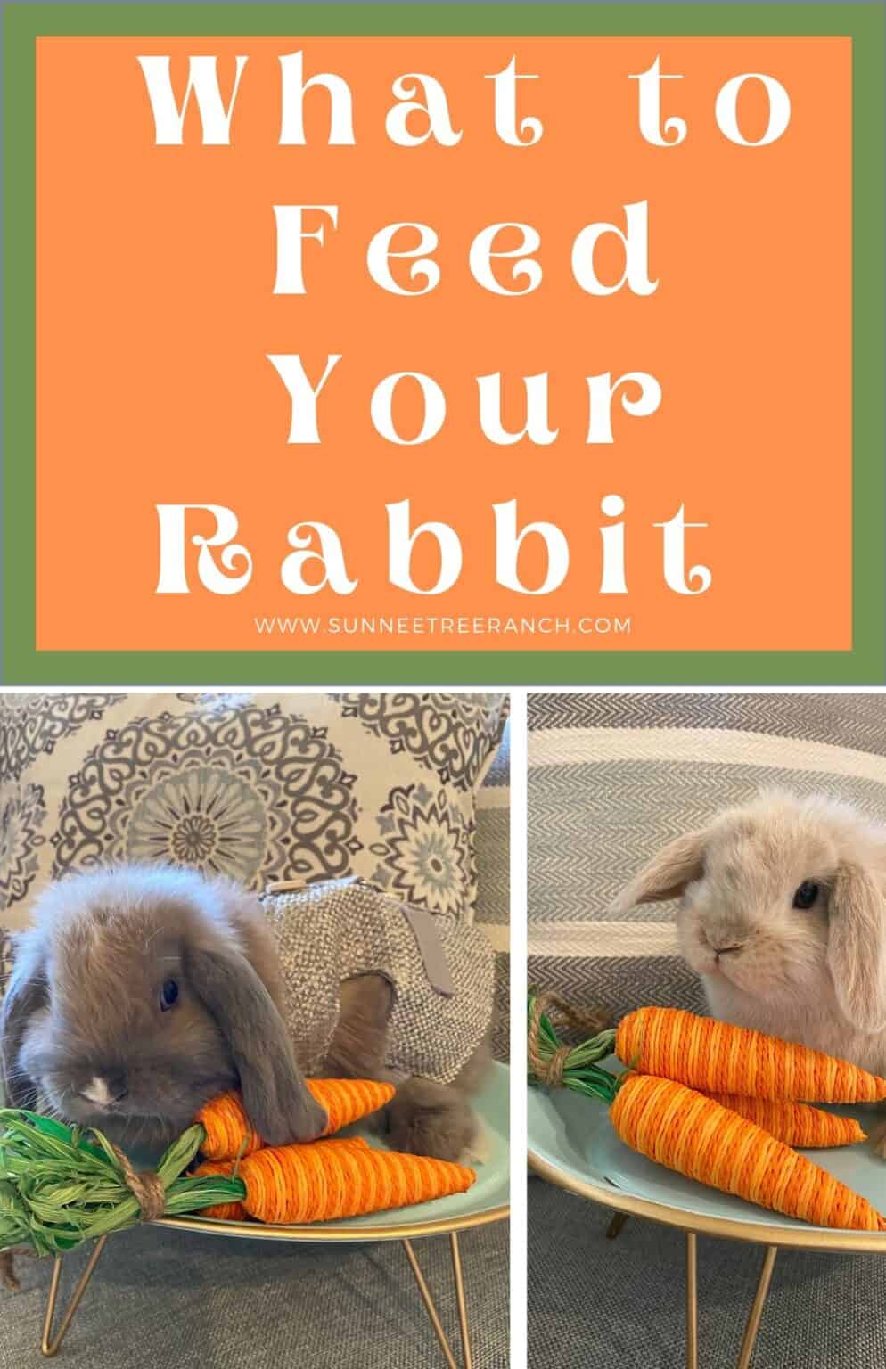 What to feed your bunny new born to adult - Sunnee Tree Ranch