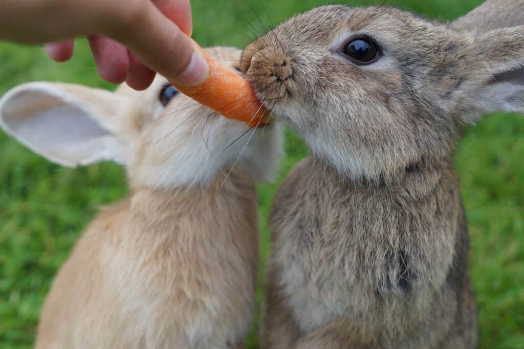rabbit, eat, carrot
