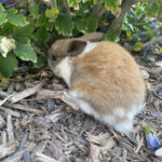 holland lop babies