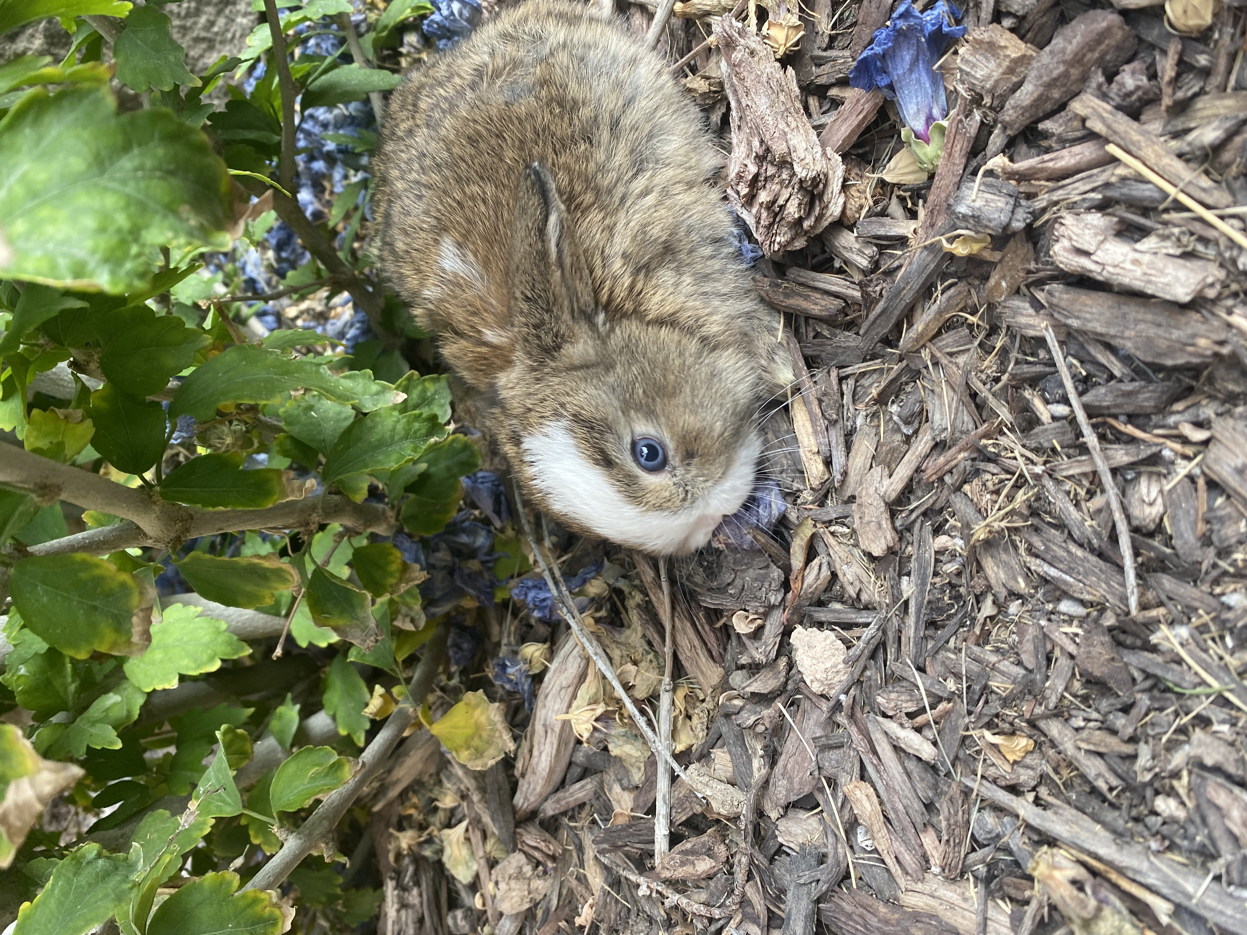 VM Chestnut Blue Eyes