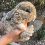 VM Chestnut Holland Lop