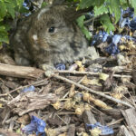 chestnut holland lop