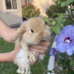 orange Holland Lop