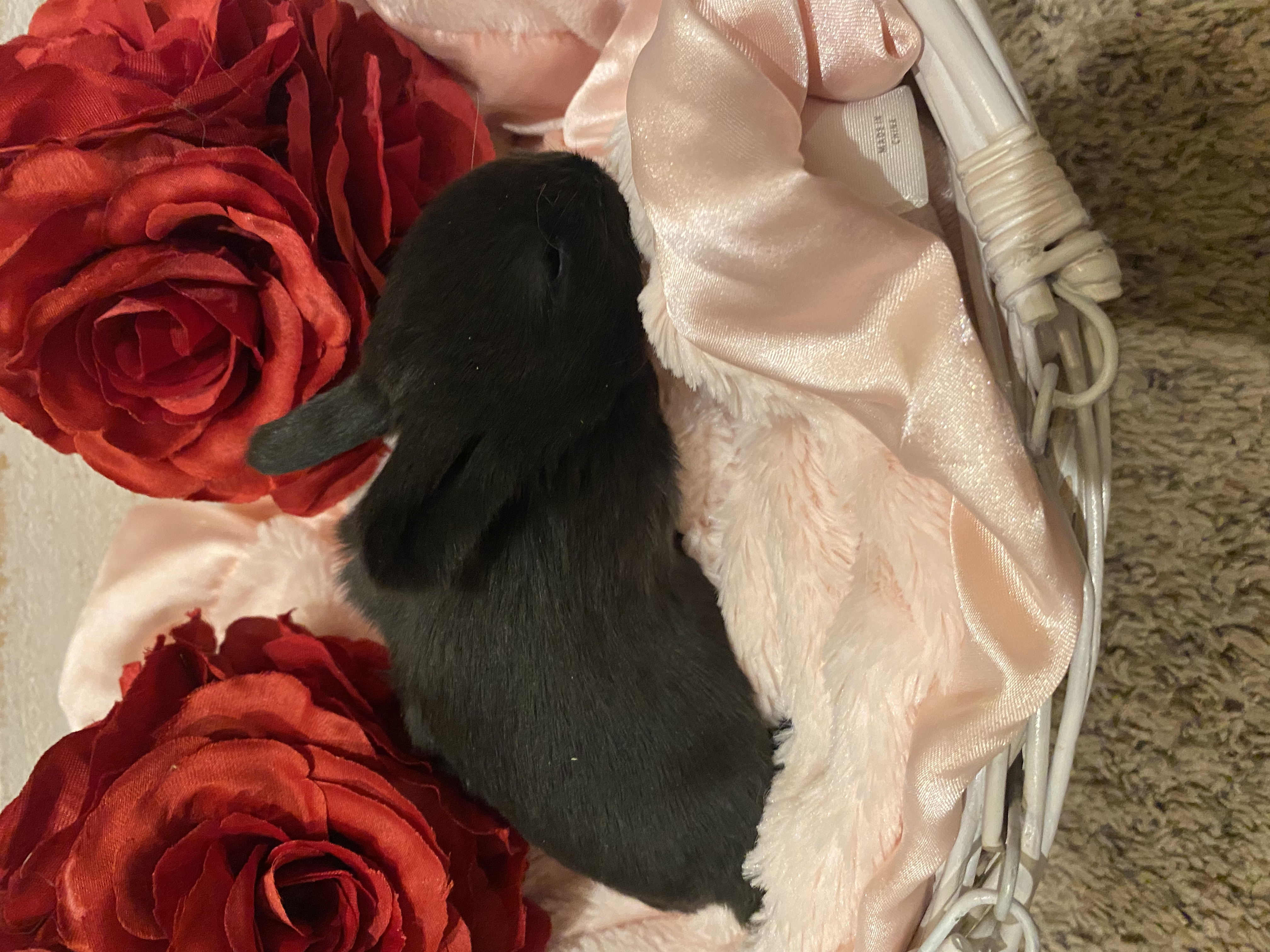 solid black holland lop