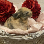 orange/black harlequin holland lop