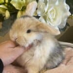 Holland Lop Harliquin