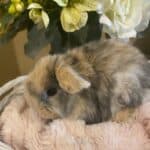 Holland Lop Harliquin