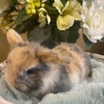 Holland Lop Harliquin