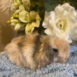 Holland Lop Harliquin