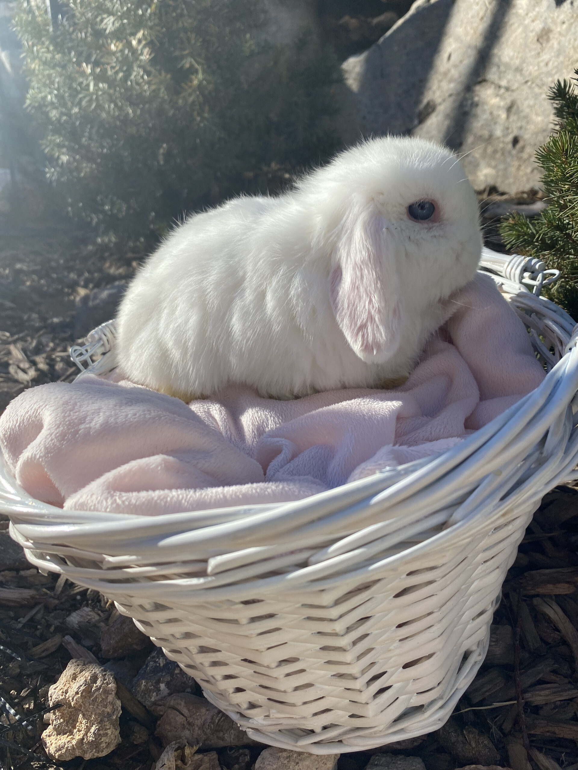 BEW Holland Lop