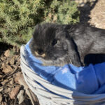 Holland Lop baby