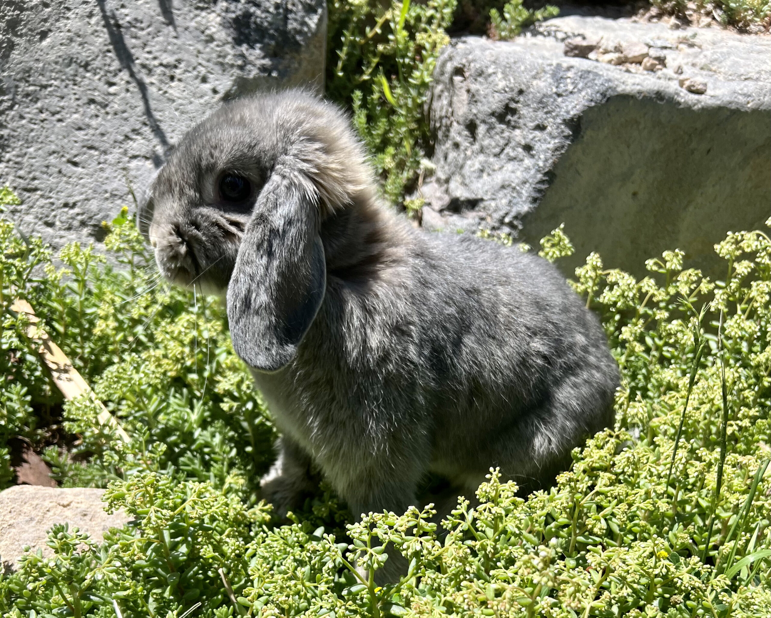 Holland Lop Opal Otter Doe