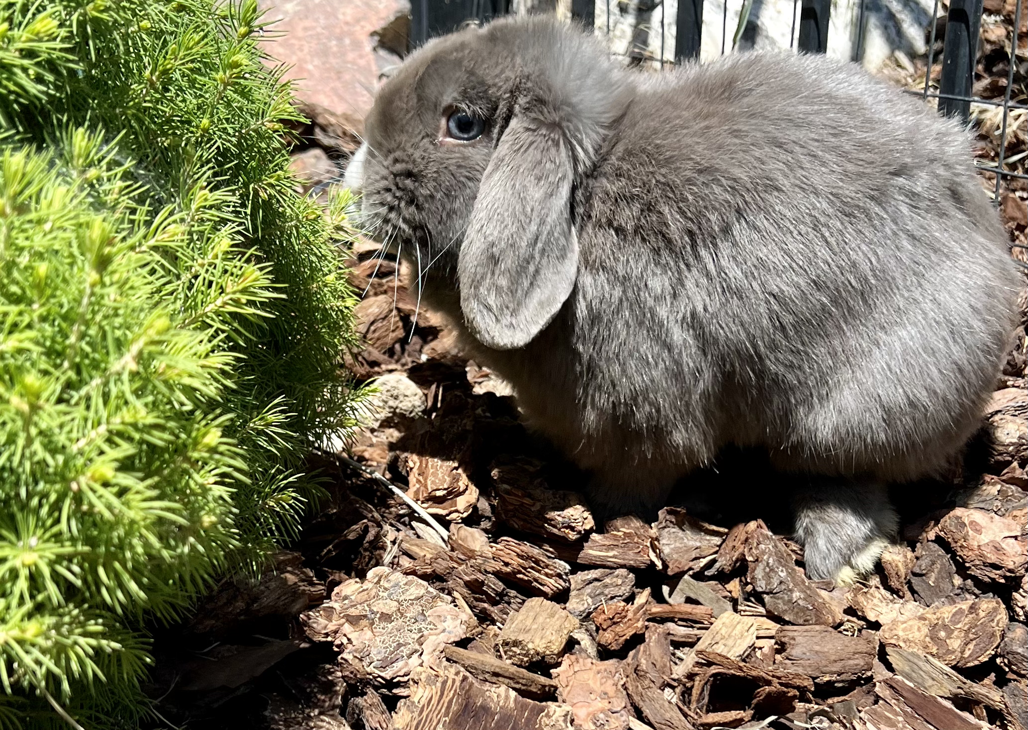 Holland Lop Lilac