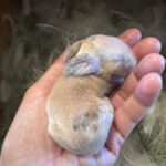 Holland lop kit/baby Tri VC