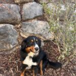 Bernese Mountain Dog utah