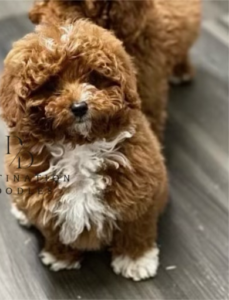 Red Poodle Puppies Utah