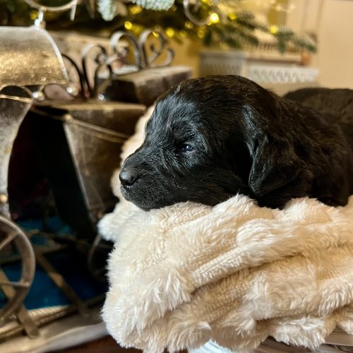 bernedoodle puppies Utah slc Herriman