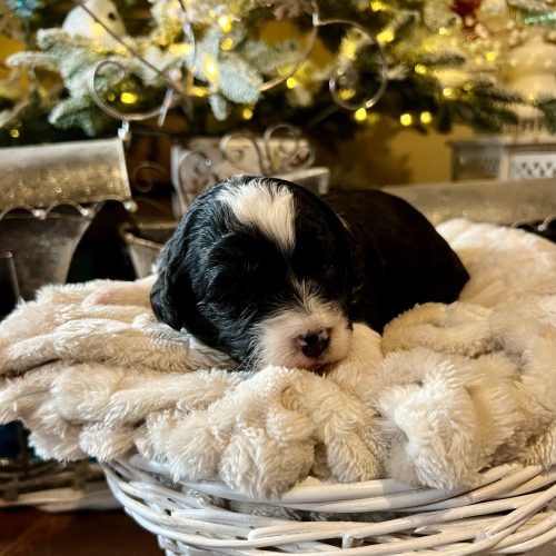 bernedoodle puppies Utah slc Herriman