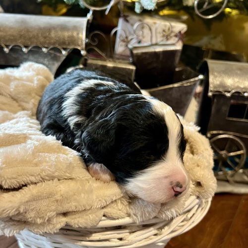 bernedoodle puppies Utah slc Herriman