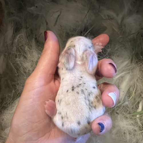 Holland lop kit/baby broken VM