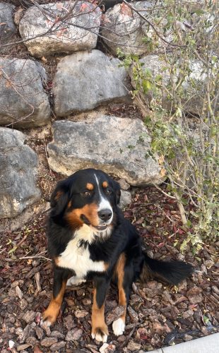 Bernese Mountain Dog utah